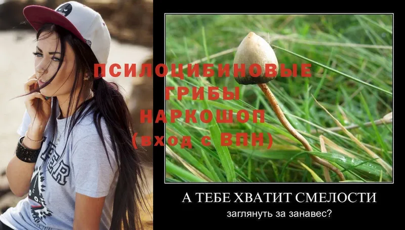 купить наркотик  дарк нет как зайти  Псилоцибиновые грибы Psilocybine cubensis  Беслан 